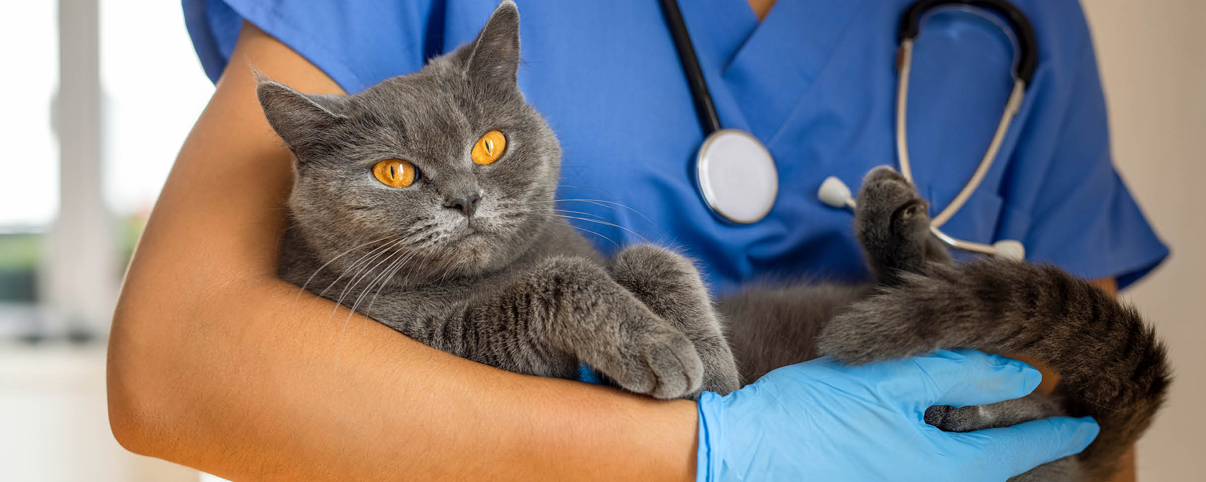 Vet practices need available car parking spaces for their customers